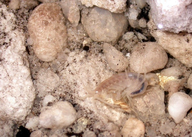 Isopods in Ronans Well DSCN8761